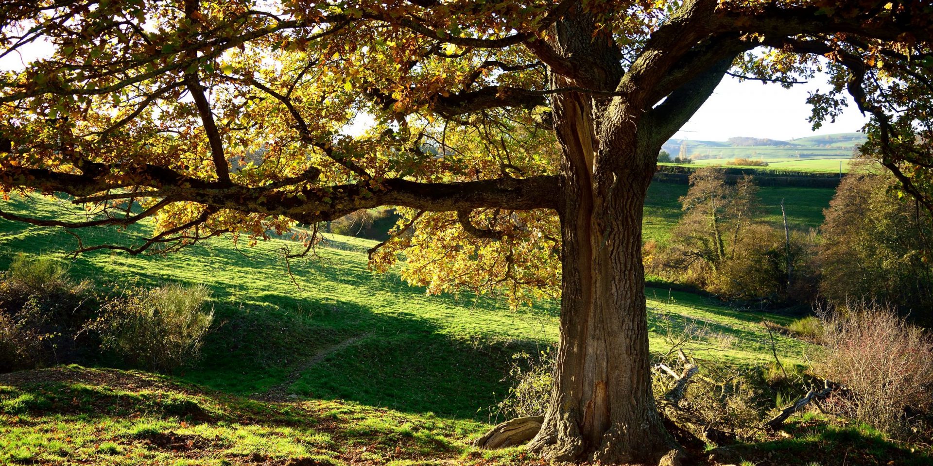 Formation Pleine conscience